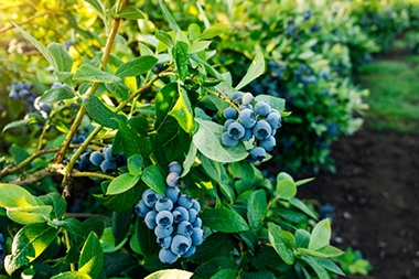 Rabbiteye Blueberry Bush