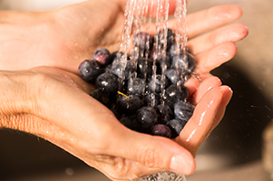 hands washing blueberries